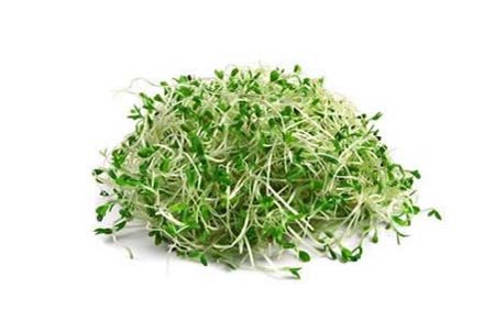 Alfalfa Sprouts