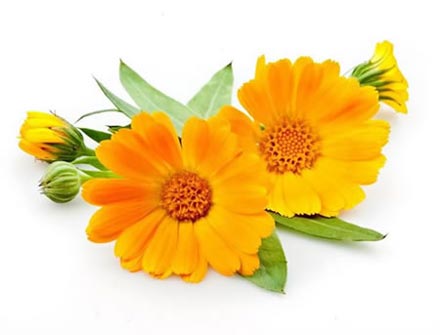 Calendula