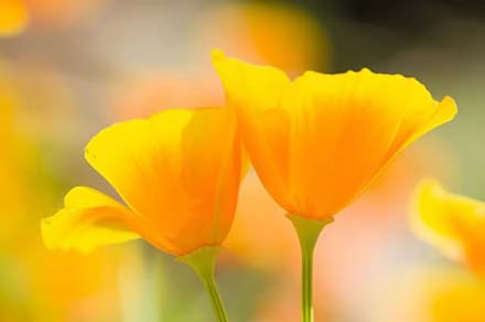 California Poppy