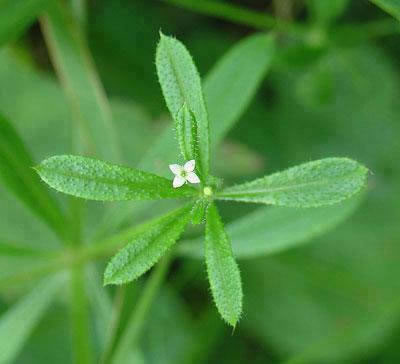 Cleavers