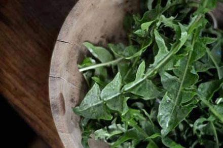 Dandelion Greens