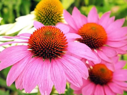 Echinacea