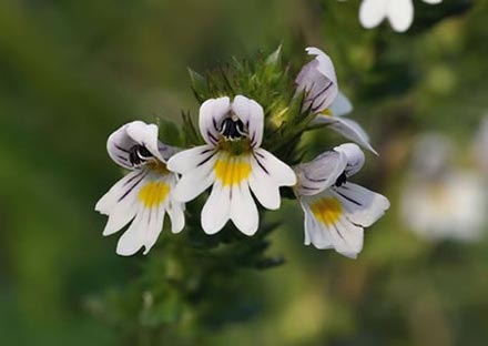 Eyebright