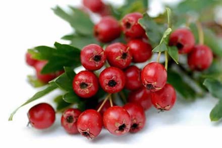 Hawthorn Berry