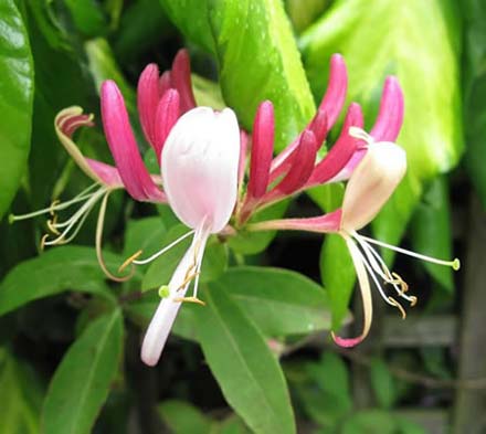 Honeysuckle