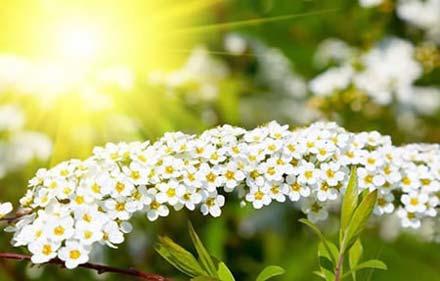 Meadowsweet