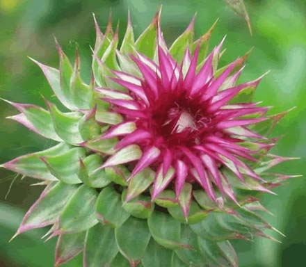 Milk Thistle