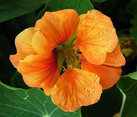 Nasturtiums