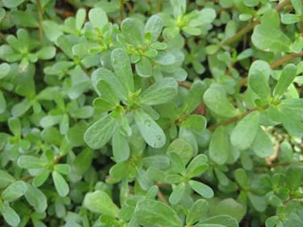 Purslane