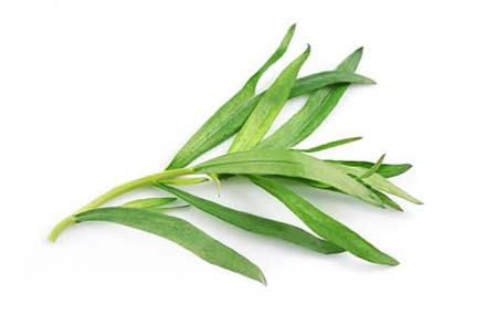 Tarragon