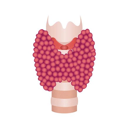 Thyroid Mechanics 